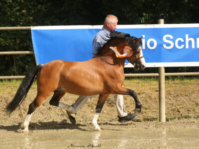 13 Springfires Young Love Star Hengste Welsh A buchholz (9) 13 Springfires Young Love Star Hengste Welsh A buchholz (9)