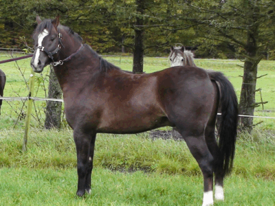 Birtley Sir Percy (2)