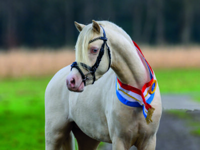 Reitpony Müller 2023 Riehenhofs_Lando
Reitpony Müller 2023
Foto: Dr. Tanja Becker/Equitaris
www.equitaris.de
28.01.2023
