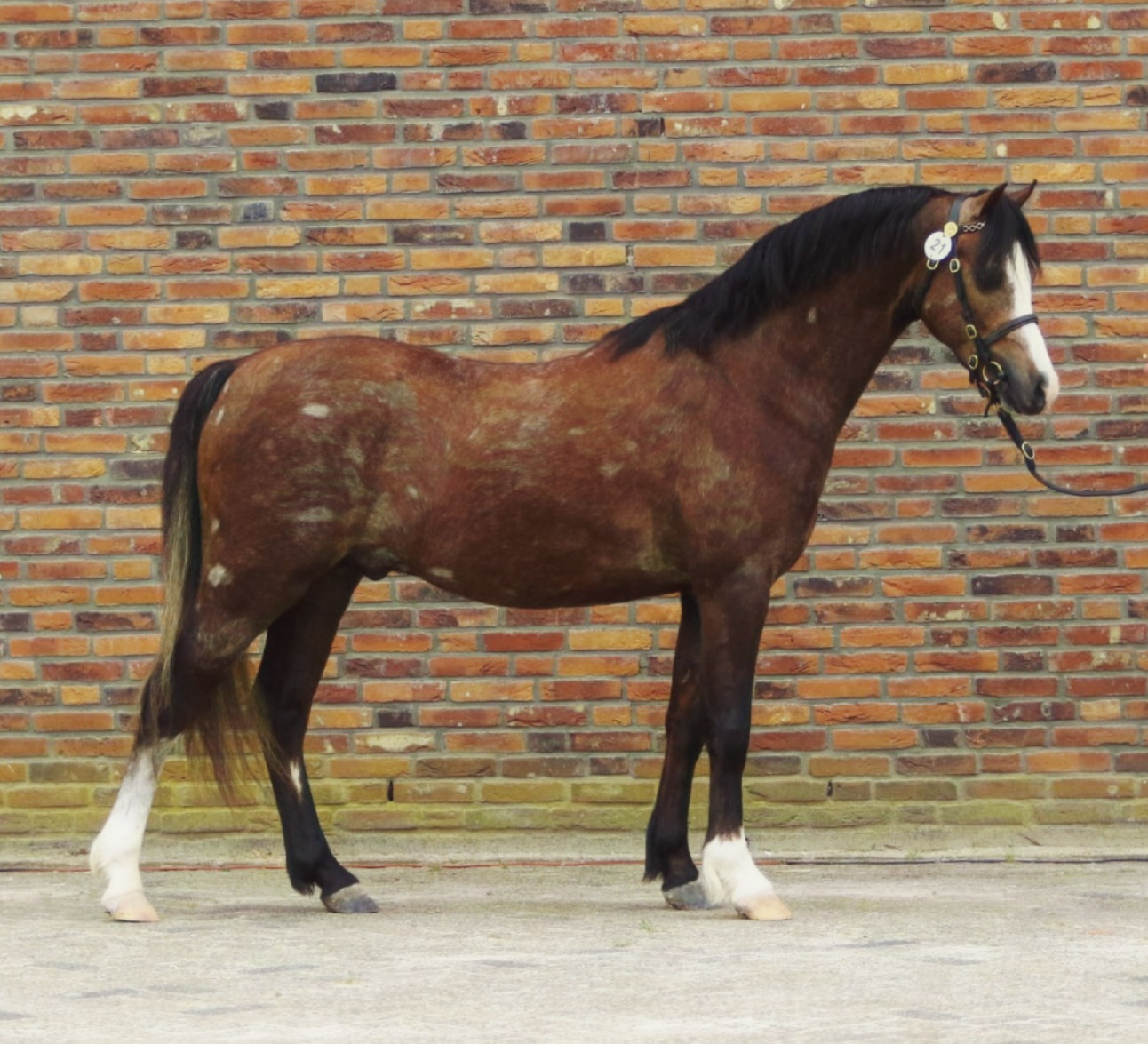 Woldbergs Santana (4)