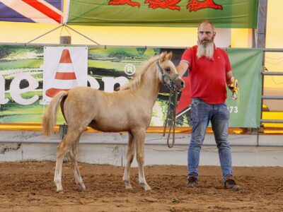 Deisterblick Golden Gin (2) Deisterblick Golden Gin (2)