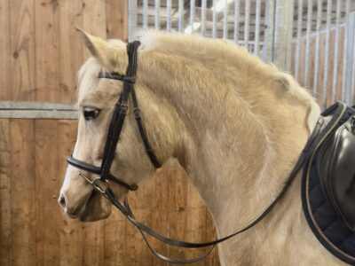 Treidelhof Enfys (3)