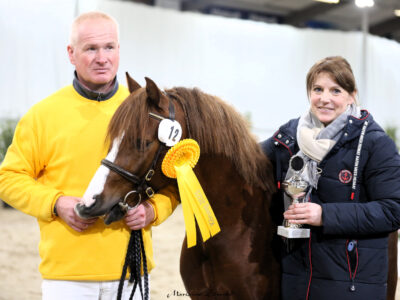 08 Ricardo AS Welsh B gekört und Springsieger native Rassen (3)