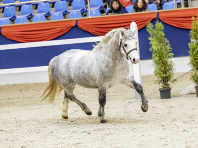 Leybuchts Sambuca Leybuchts Sambuca