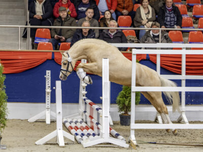 Riehenhofs Chester Siegerhengst Welsh B