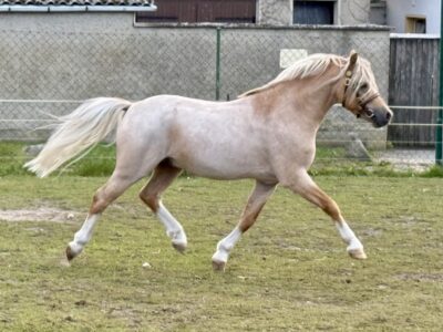 Grafensohn's Gustav vom Filstal (2)