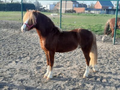 Liezelshof Harmony (6)