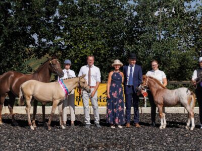 Fohlensieger Snowflakes Golden Dancer und Reservefohlensiegerin Midnights Alva Fohlensieger Snowflakes Golden Dancer und Reservefohlensiegerin Midnights Alva
